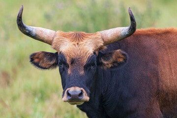 Heck Cattle - bull portrait of backbreeding cattle breed of extinct wild Aurochs (Bos primigenius), Baden-Wuerttemberg, Germany