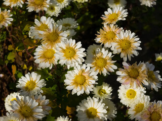 Obraz premium Vibrant white and yellow chrysanthemums (Chrysanthemum indicum) bloom in sunlight, with dark green foliage providing a contrasting backdrop. Autumn flowers close-up.