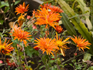 Vibrant orange spider chrysanthemums (Dendranthema grandiflorum) blooming in autumn garden light, showcasing spiky petals and rich fall color. Outdoors, close-up.