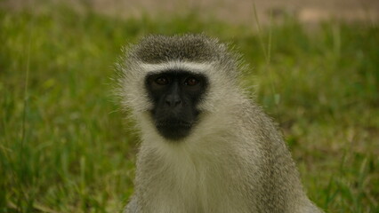 vervet monkey, Chlorocebus sabaeus, resting in tree, close 761
