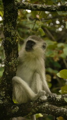 Obraz premium vervet monkey, Chlorocebus sabaeus, resting in tree, close 787
