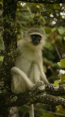 vervet monkey, Chlorocebus sabaeus, resting in tree, close 788