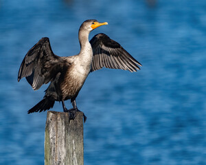 Cormorant Bird sunning on an autumn day