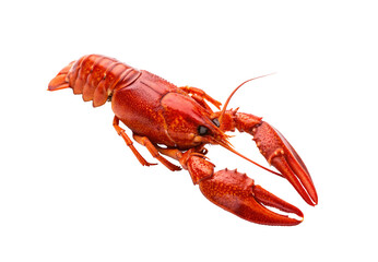 Single red lobster, side view, large claws extended, segmented tail curled, shiny shell texture, isolated on a transparent background