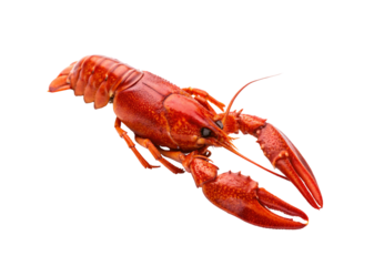 Single red lobster, side view, large claws extended, segmented tail curled, shiny shell texture, isolated on a transparent background