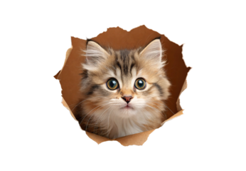 Fluffy longhaired kitten emerging from cardboard tear, striped grey brown fur, innocent look, whiskers prominent, playful pose, isolated on a transparent background