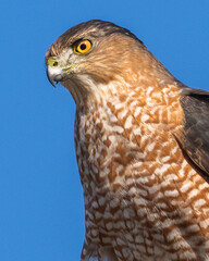 Coopers Hawk Portait on a pole