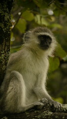vervet monkey, Chlorocebus sabaeus, resting in tree, close 791
