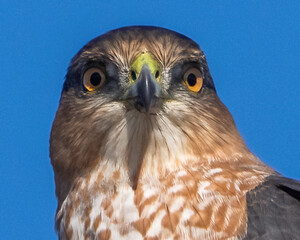 Coopers Hawk Portait on a pole