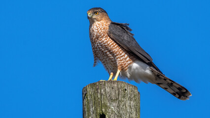 Coopers Hawk Portait on a pole