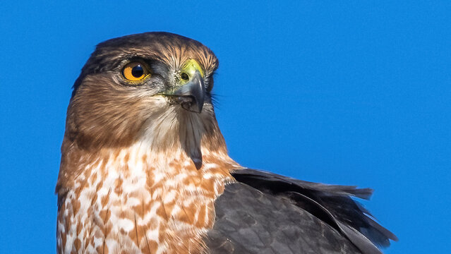 Coopers Hawk Portait on a pole - Powered by Adobe