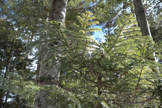 Fresh Green Conifer Branches in Sunlit Forest - Powered by Adobe