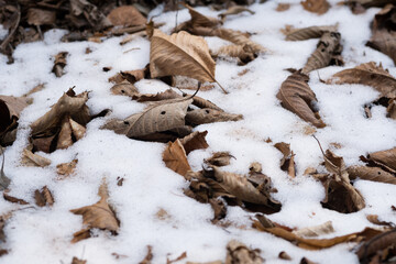 Autumn Leaves on a Patch of Snow