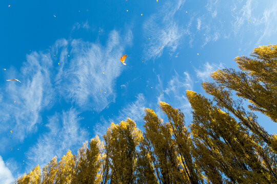 View from below of a row of golden poplars against a clear blue sky, as the wind blows and drags the leaves through the air. Nature, foliage, no people, copy space, autumn, fall, season, environment