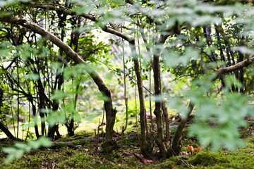 Fototapeta premium Peaceful moss-covered forest floor with slender tree trunks and soft green foliage in the Seattle Japanese Garden, evoking calm and natural balance.