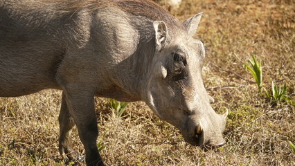 portrait of warthog 207