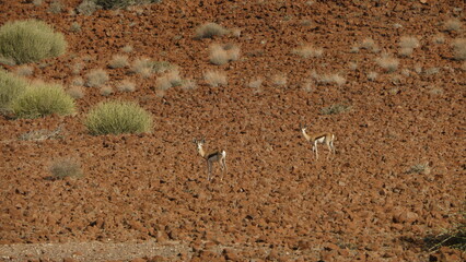 two springboks in the stone desert of namib 028
