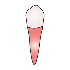 canine tooth 