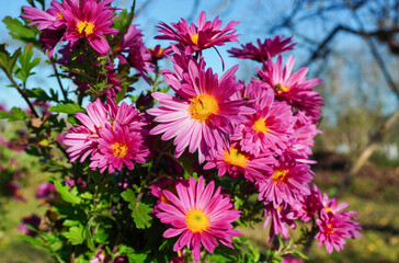 Obraz premium Bright pink flowers Chrysanthemum with yellow centers blossom in a sunny garden. The lush greenery surrounds them, creating a peaceful spring atmosphere filled with life