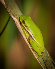 Green Tree frog on a leaf