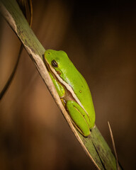 Green Tree frog on a leaf