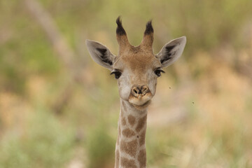 giraffe, Giraffa camelopardalis, chewing, portrait 2464
