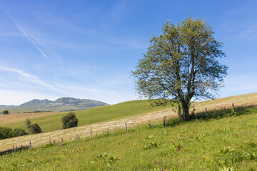  Massif central en France, dans la région Auvergne-Rhône-Alpes,  dans le département du Puy-de-Dôme, dans le massif des monts Dore, sur le territoire de la commune de Picherande. Paysage en été