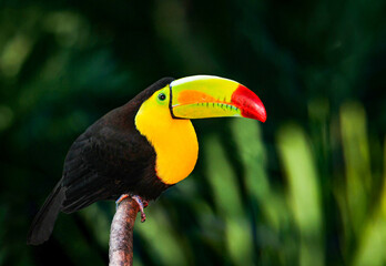 toucan on a green background