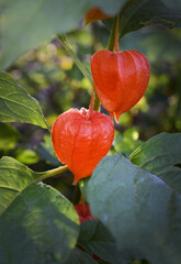 Physalis close-up