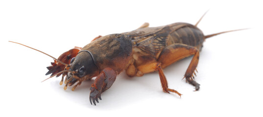 Mole cricket isolated on white background