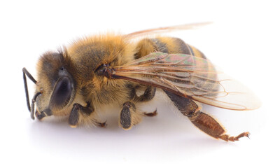 Honey bee isolated on white background close up macro