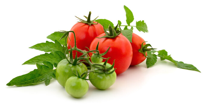 Red and green tomatoes with leaves isolated on white background