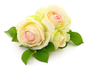 White roses isolated on white background