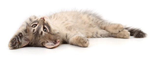 Cute fluffy kitten lying on white background © Anatolii