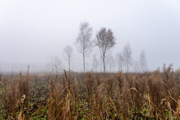 Fototapeta premium Autumn Field in Fog — Quiet Nature Scene