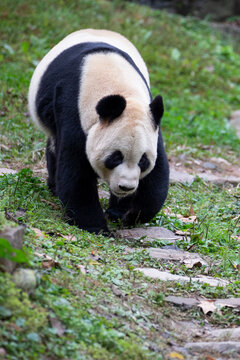 A giant panda walking on a path in a sanctuary in China