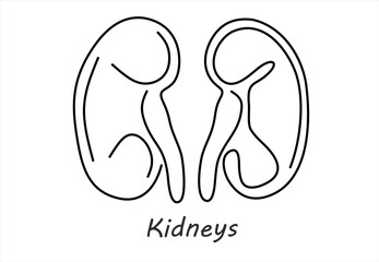Line Art Drawing of Human Kidneys