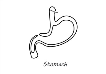 Continuous Line Drawing of Human Stomach