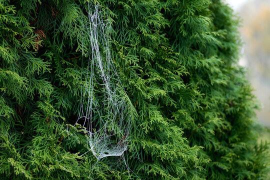 Frost on a spider web. Green thuja branches after the first frost. Frozen spider web on the branches of a green thuja.