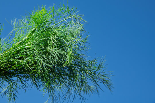 Fresh dill in shoping bag.