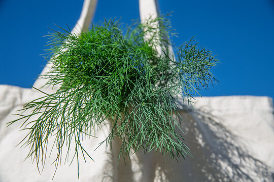 Fresh dill in shoping bag.