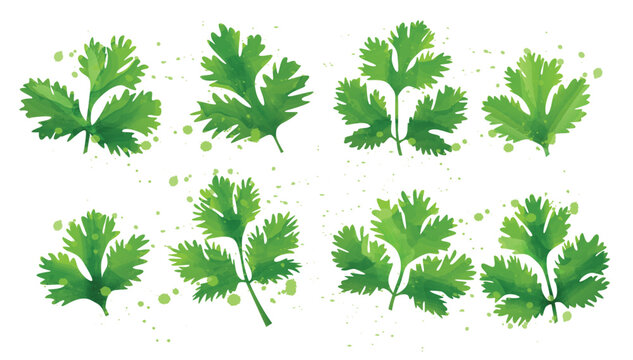 cilantro mint leaf vector illustration