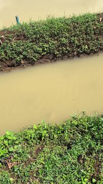 A small drainage channel with muddy brown water surrounded by green grass and soil banks. Natural irrigation waterway in rural area, suitable for agriculture, environment, or nature themes.