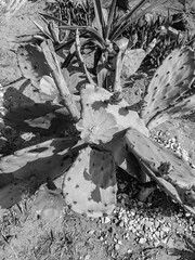 Succulent plant belonging to the Cactaceae family, native to Mexico but widespread in the Mediterranean and other warm areas of the world, with yellow flowers.
