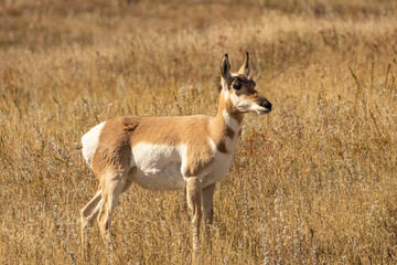 Female pronghorn antelope grazing in a field in Custer State Park in Custer, South Dakota