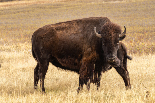 A mother buffalo protects her calf while grazing in a field in Custer State Park in South Dakota - Powered by Adobe