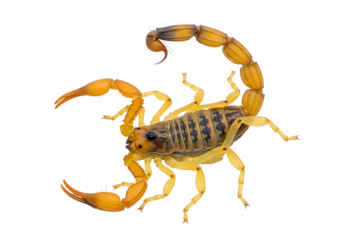 Yellow scorpion with raised tail isolated on transparent background
