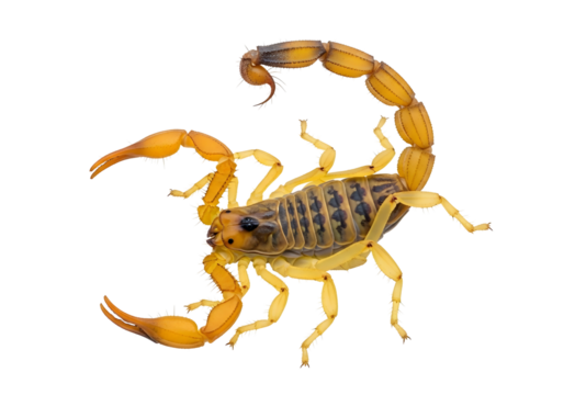 Yellow scorpion with raised tail isolated on transparent background