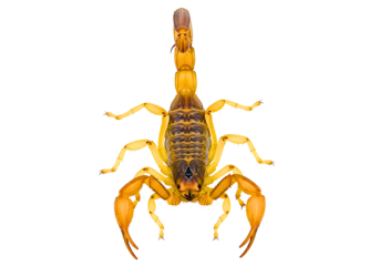 Yellow scorpion with raised tail isolated on transparent background