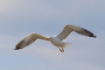 Heuglin's Gull is flying beautifully in the bright sky.